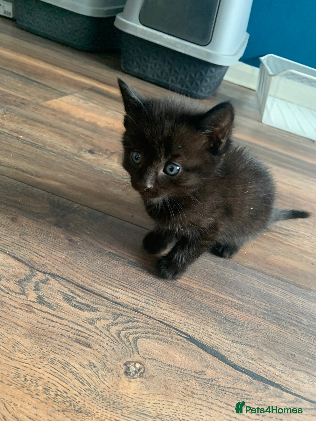 Mixed Breed cats for sale: 3 little black beauty’s for sale - Advert 4