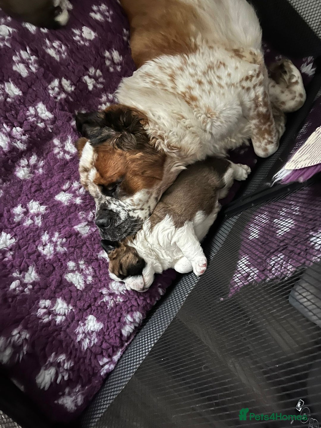 Saint Bernard dogs for sale: 2 beautiful boys for sale - Advert 14