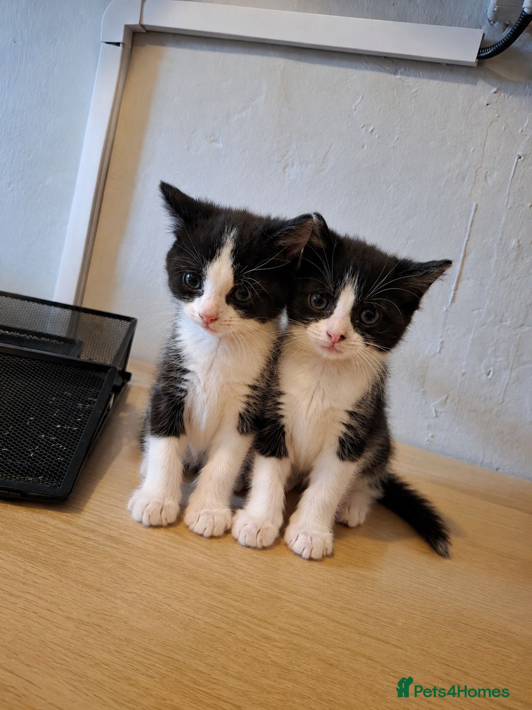 Mixed Breed cats 2 kittens READY NOW - Advert 4