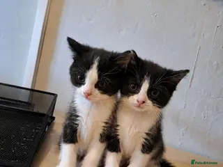 Mixed Breed cats 2 kittens READY NOW - Advert 4