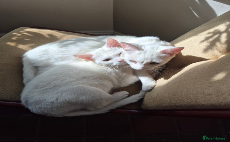 Turkish Angora cats in Peterborough - Advert 1