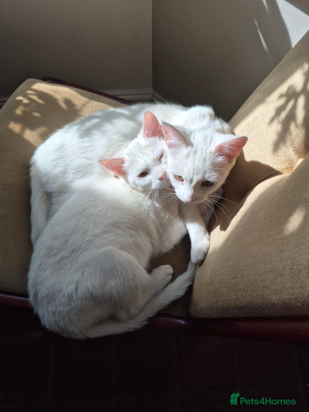 Turkish Angora cats for sale: 5 months old in Peterborough - Image 1