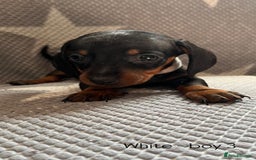 Dachshund dogs for sale:  !!Reduced!!READY TO LEAVE!! miniature dachshunds  - Image 10