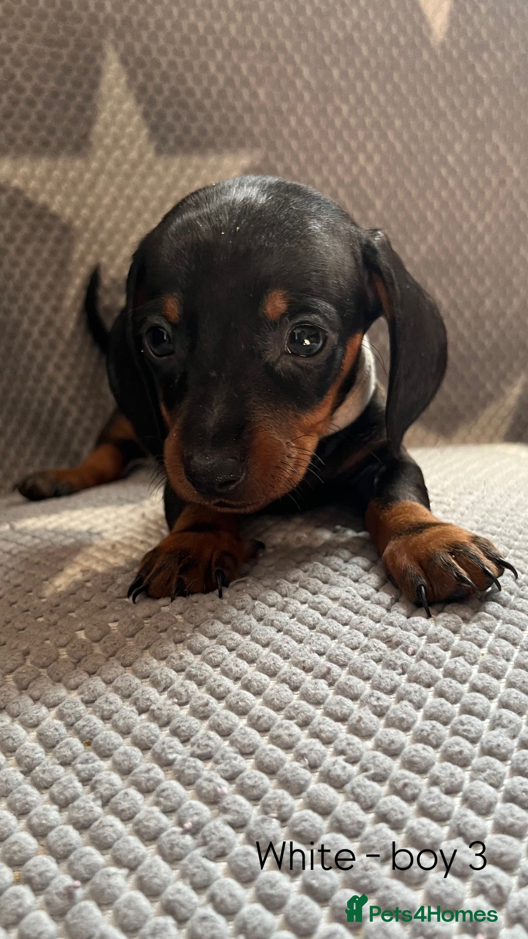 Dachshund dogs for sale:  !!Reduced!!READY TO LEAVE!! miniature dachshunds  - Image 10