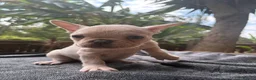 French Bulldog dogs for sale: Beautiful French bulldogs in Ilford - Advert 27