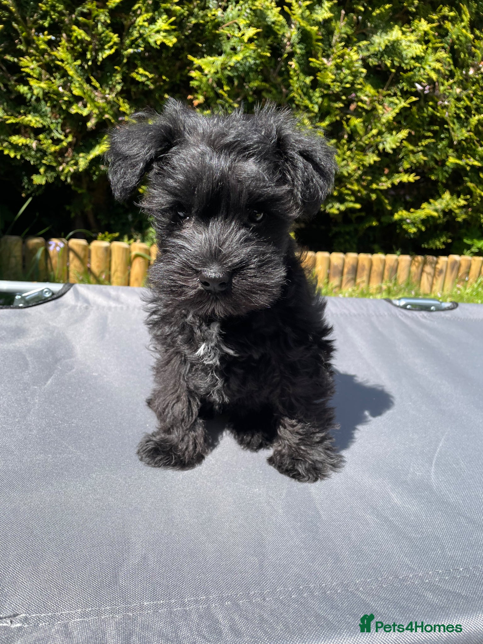 Miniature Schnauzer dogs Gorgeous Miniature Schnauzer Puppies  - Advert 1