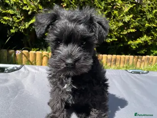 Miniature Schnauzer dogs Gorgeous Miniature Schnauzer Puppies - Advert 3