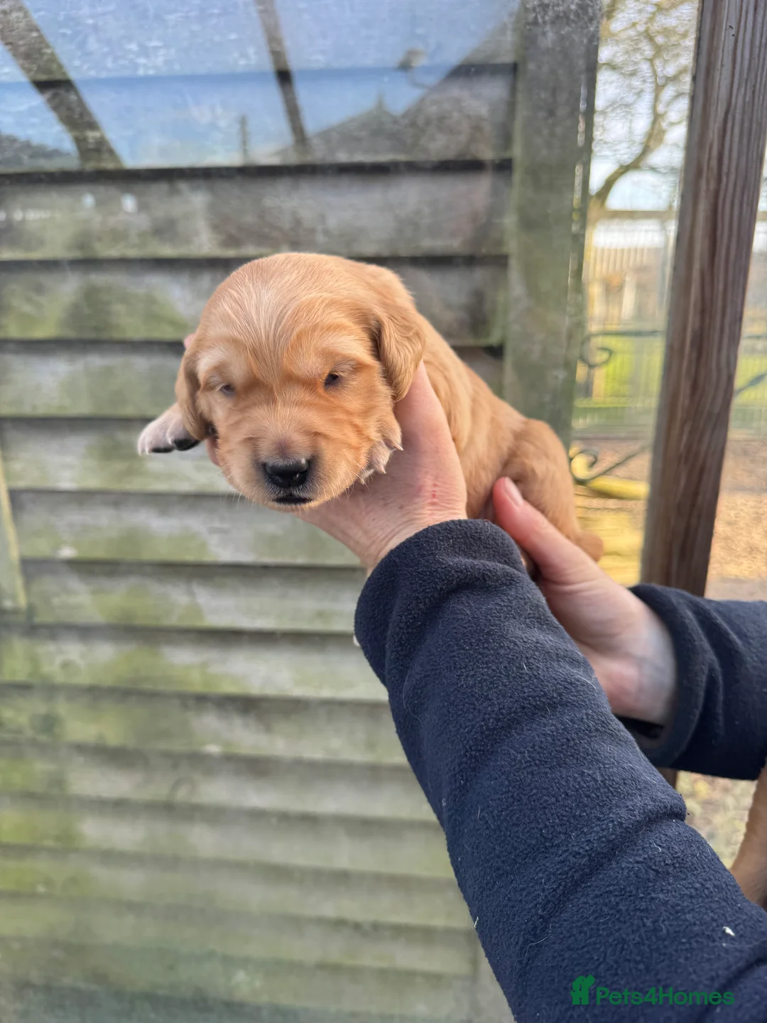 Golden Retriever dogs for sale: Available Immediately! - Advert 6