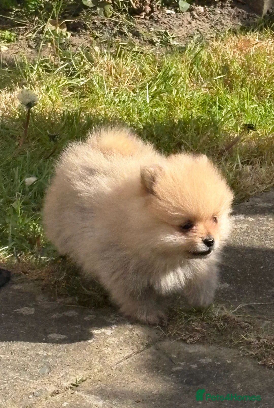 Pomeranian dogs for sale: Beautiful Rare Cream Sable Pomeranian Puppy  - Advert 2