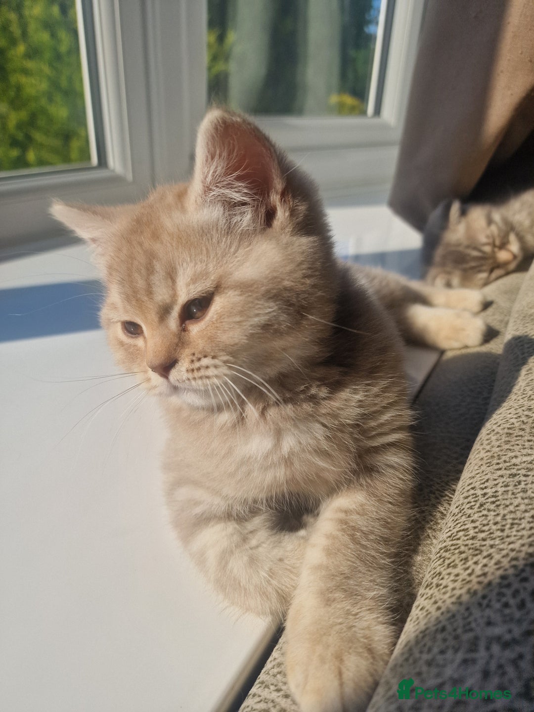 Scottish Fold cats for sale: Stunning TICA Registered Babies in Bolton - Image 9
