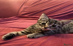Mixed Breed cats for sale: Loving, Sweet Tempered Kittens - Image 3