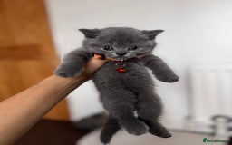 British Shorthair cats for sale: Pure British Shorthair kittens for sale  - Image 4