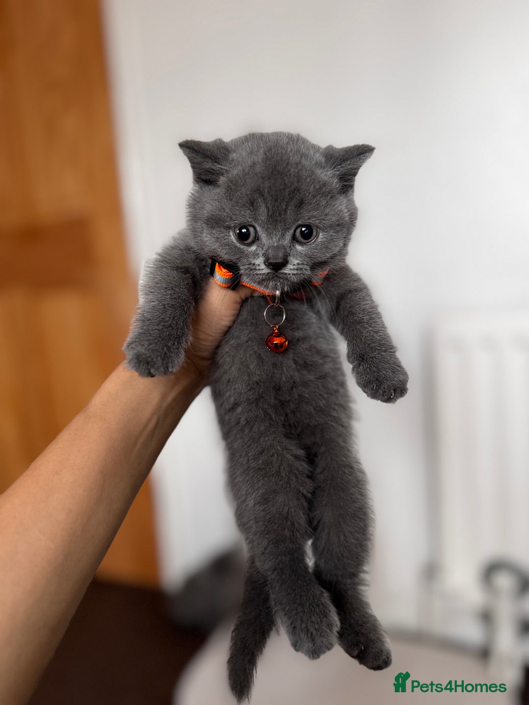 British Shorthair cats for sale: Pure British Shorthair kittens for sale  - Image 4