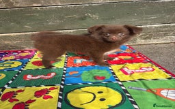 Pomeranian dogs for sale: Beautiful Pomeranian puppy’s 2 girls 1 boy.  - Image 9
