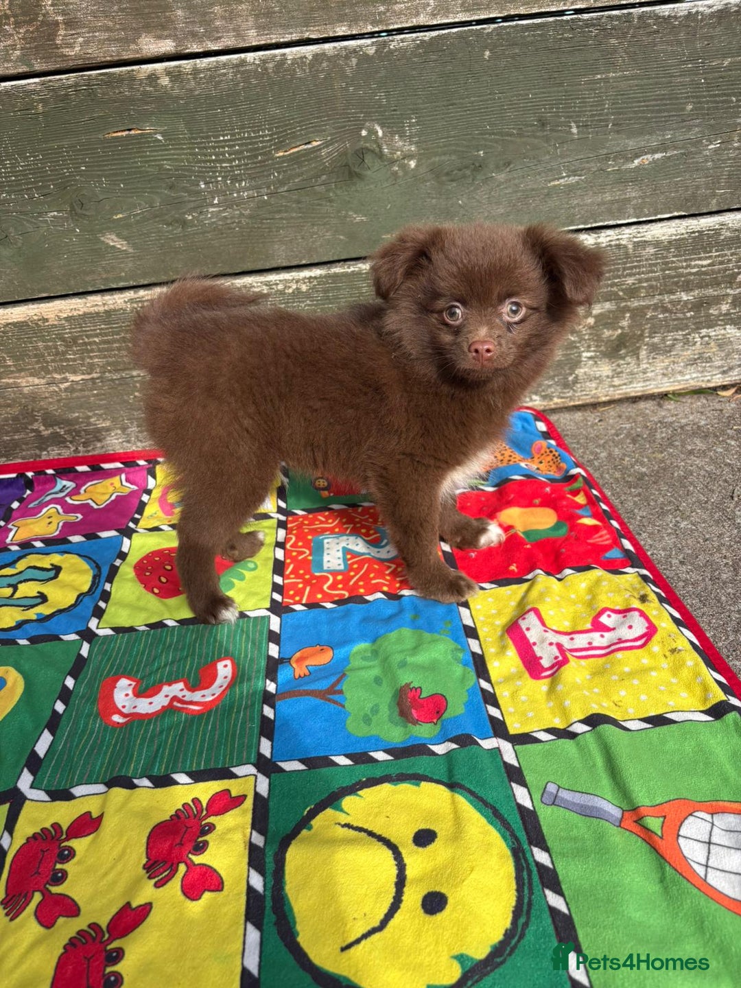 Pomeranian dogs for sale: Beautiful Pomeranian puppy’s 2 girls 1 boy.  - Image 9