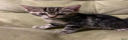 Bengal cats for sale: Bengal Mix Ready! - please read bio - Advert 19