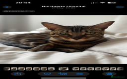 Bengal cats for sale: Bengal, Girl, 1yr old - Image 2