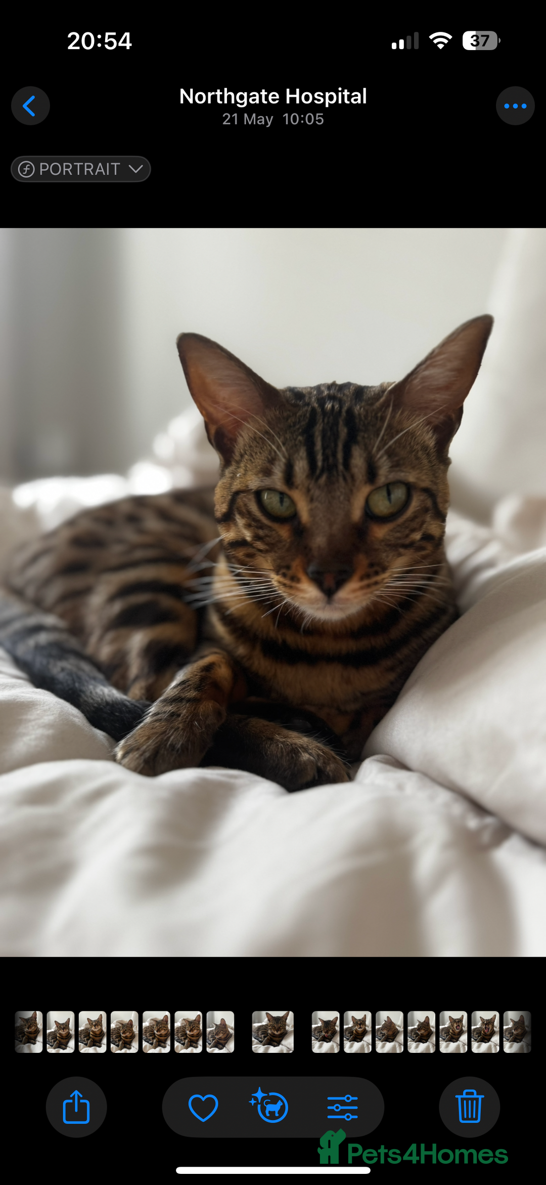 Bengal cats for sale: Bengal, Girl, 1yr old - Image 2