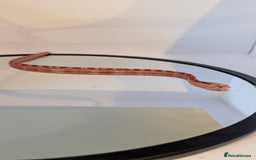 Corn Snake reptiles for sale: Pied Babies for sale - Image 5