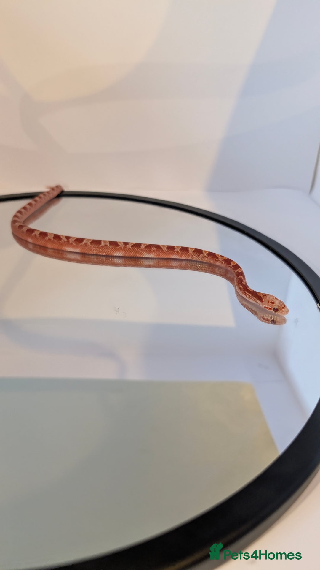 Corn Snake reptiles for sale: Pied Babies for sale - Image 5