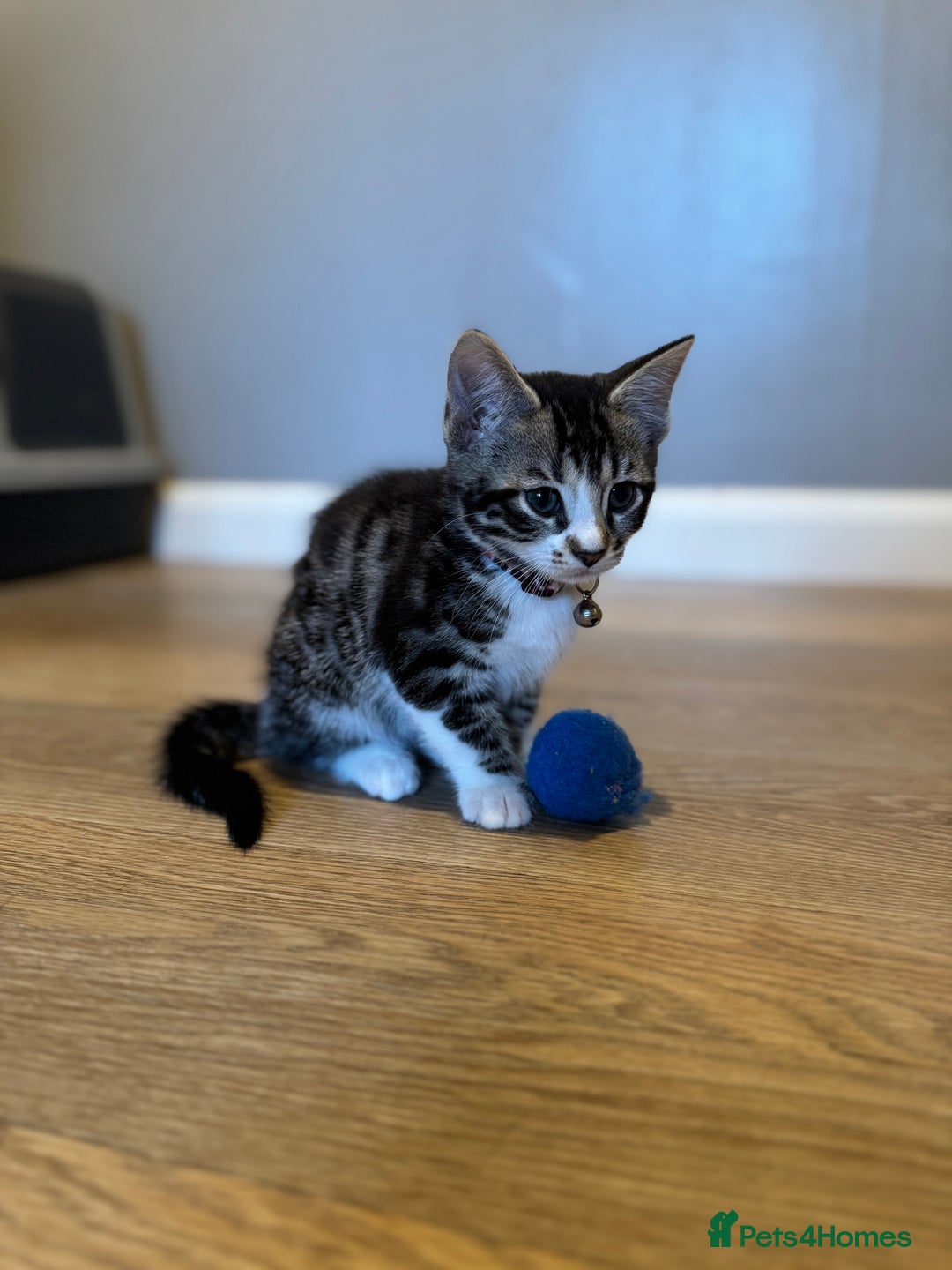 Bengal cats for sale: Ava’s Finest Pure Bengals, THREE Kittens Left. . . in Northampton - Image 32