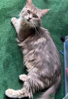 Maine Coon cats - Advert 4