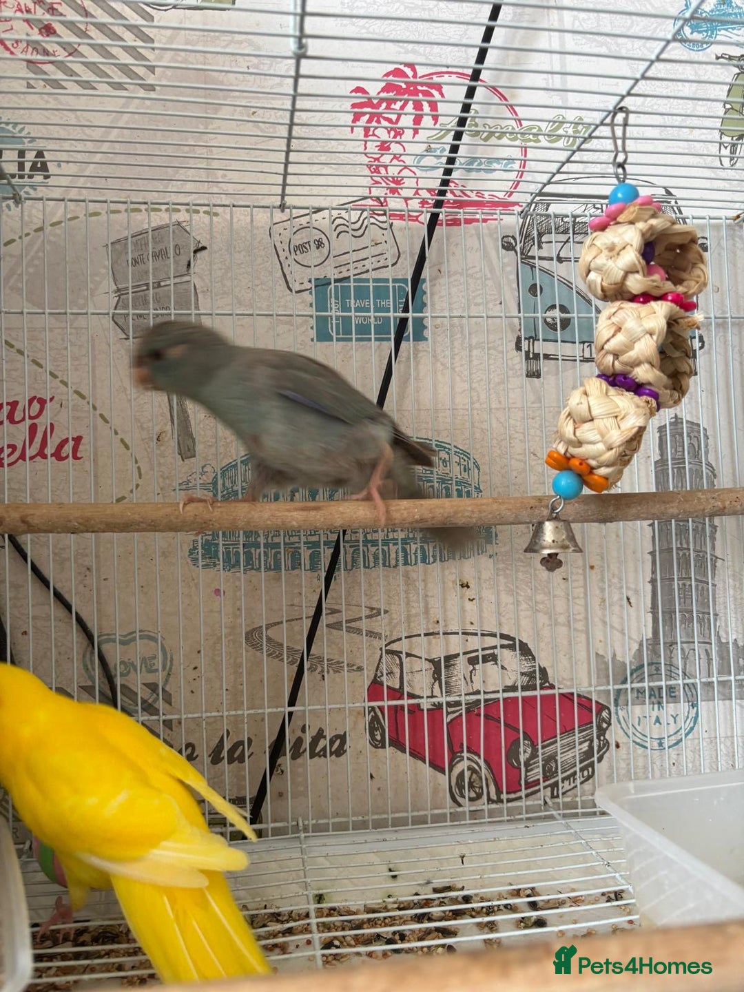 Parakeets birds for sale: Male kakariki  - Image 5