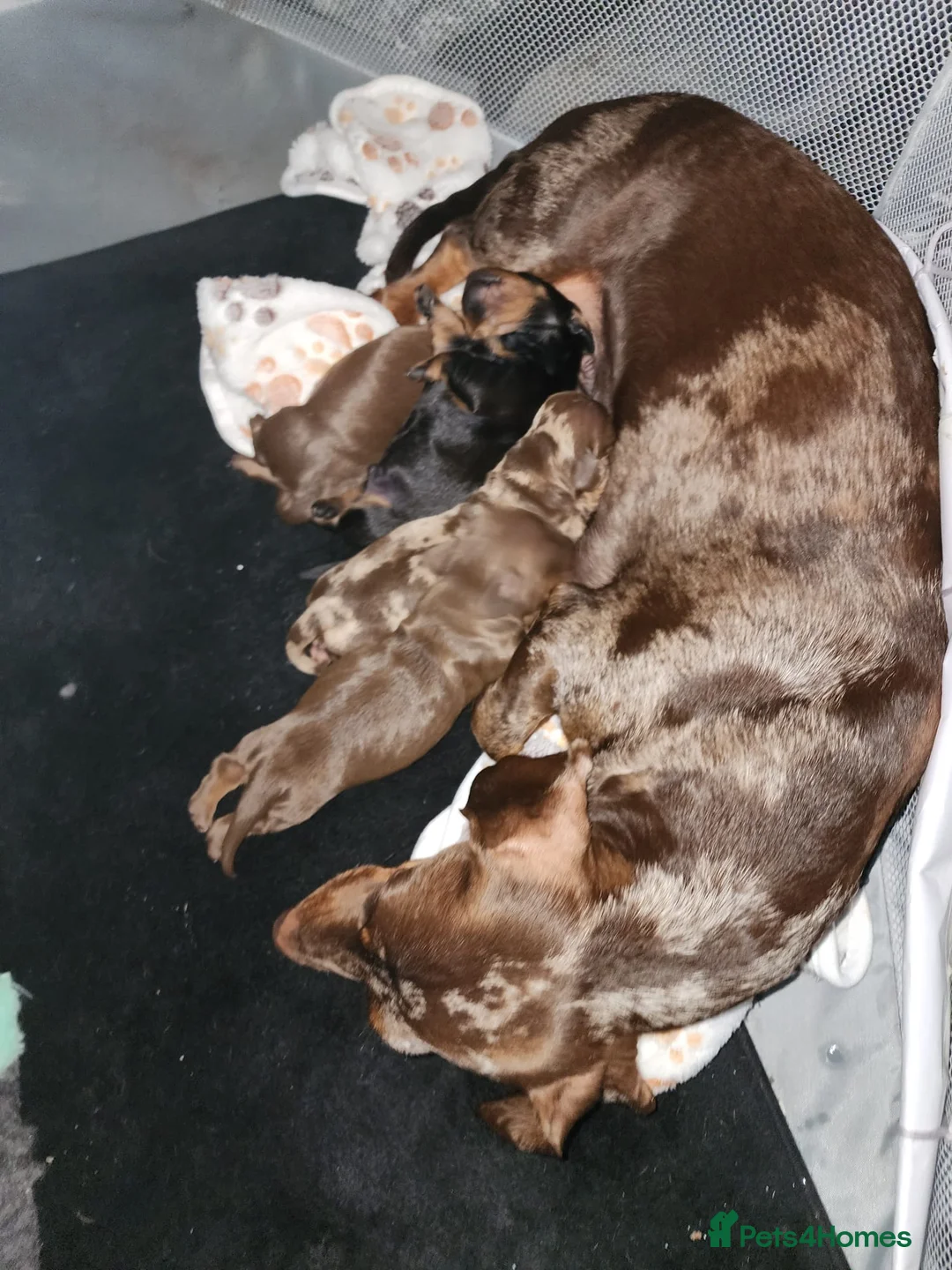 Miniature Dachshund dogs for sale: Beautiful black and tan male dashound  - Advert 7