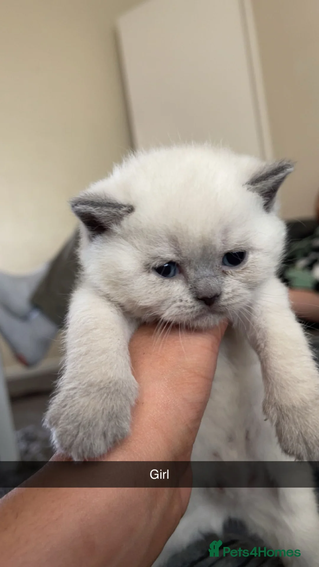 British Shorthair cats for sale: BSH Blue Colourpoint Kittens GCCF Registered - Advert 2