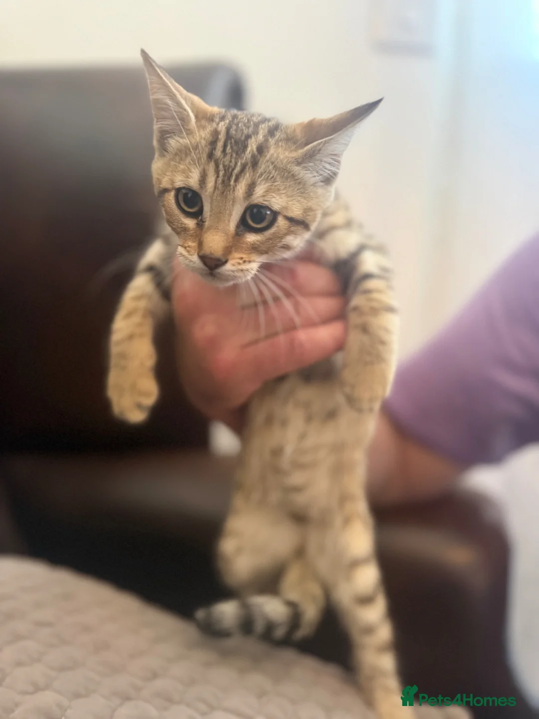 Bengal cats for sale: Bengal kittens, only girls left - Advert 2