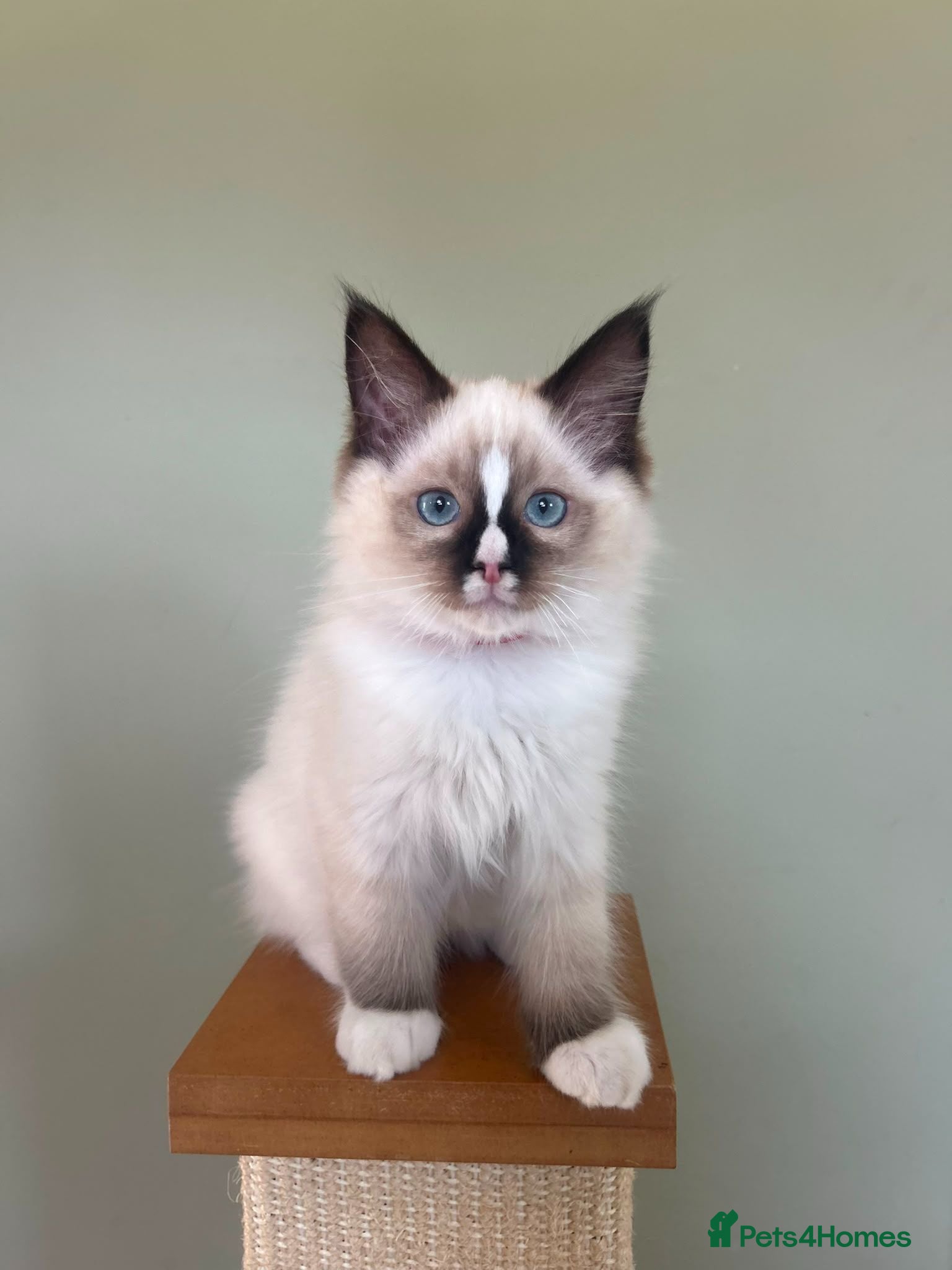 Ragdoll cats Adorable Pedigree Ragdoll Kittens - Advert 12