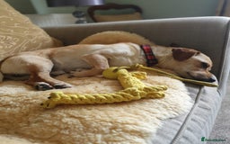 Mixed Breed dogs for adoption: Smiling Elvis  - Image 2