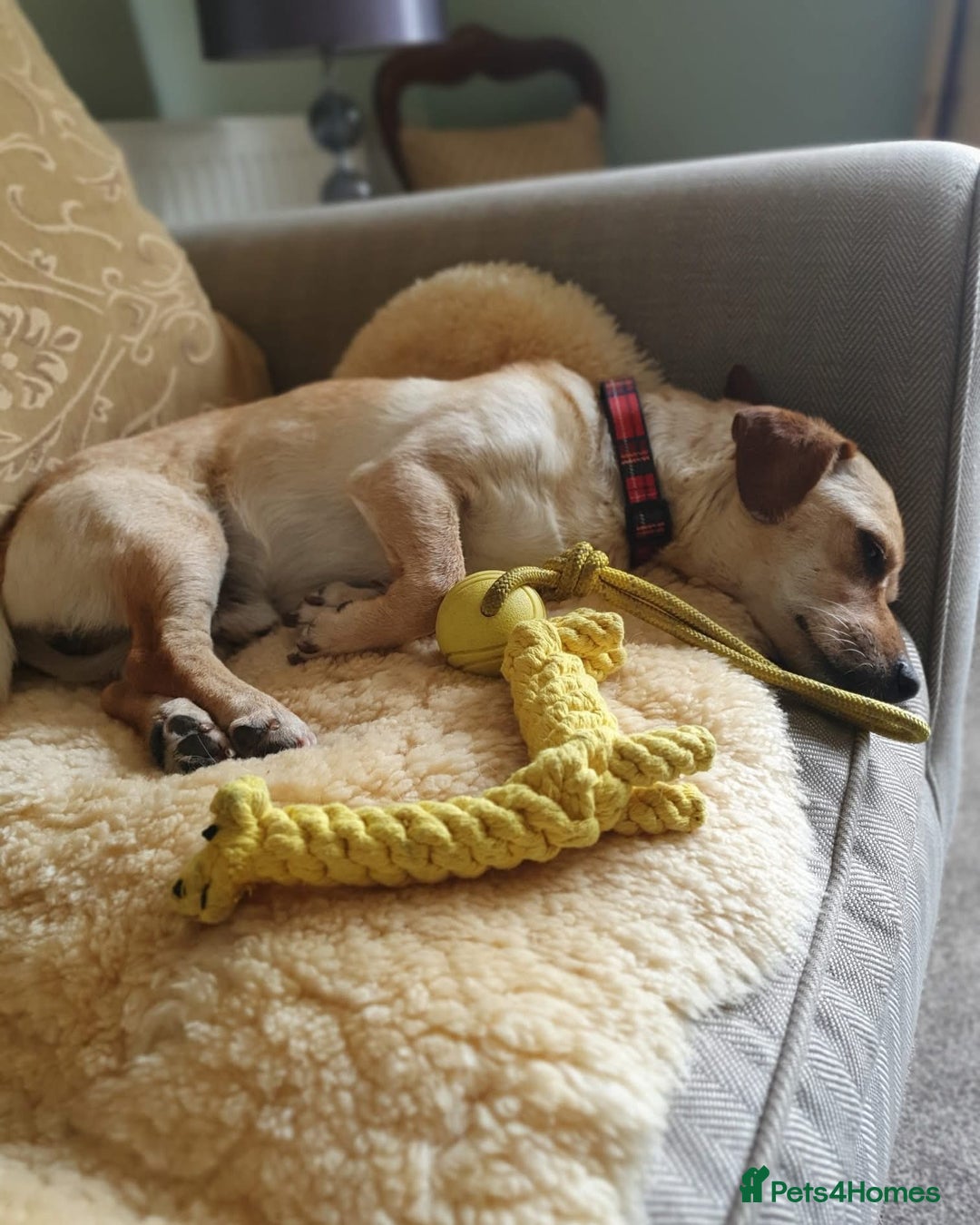 Mixed Breed dogs for adoption: Smiling Elvis  - Image 2