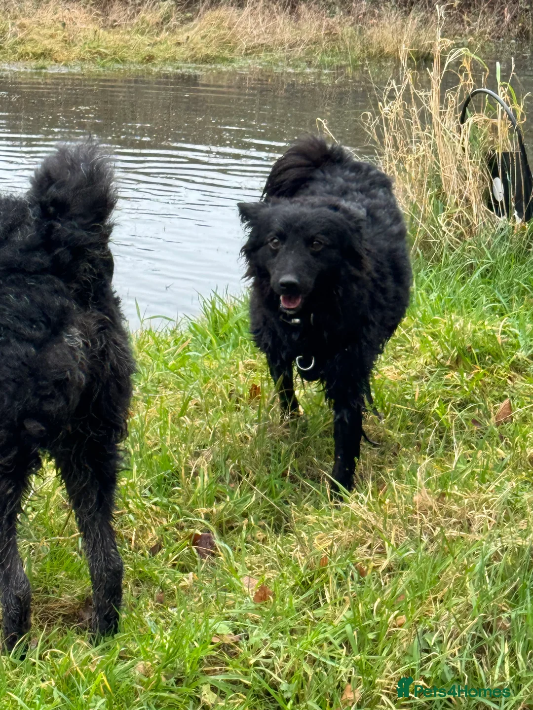 Mixed Breed dogs for adoption: Sweet Diana looking for a home in Salisbury - Advert 9