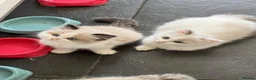 Ragdoll cats for sale: Beautiful Ragdoll kittens! Ready for new homes NOW - Advert 20