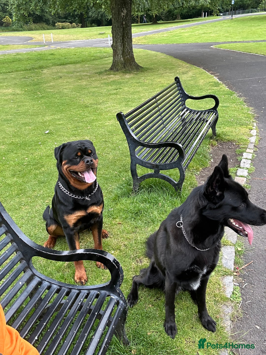 Rottweiler dogs for stud: Rottweiler for stud - Advert 9