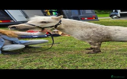 Shetland pony horses for sale: Palomino Minature Shetland Gelding  - Image 3