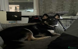 Shepsky dogs for sale: German shepherd x husky - Advert 3