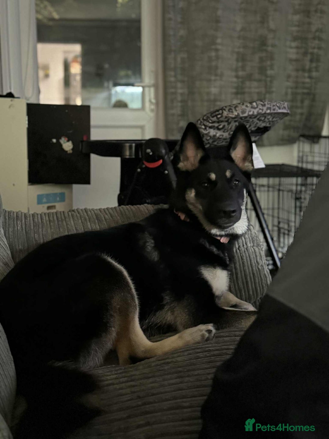 Shepsky dogs for sale: German shepherd x husky - Advert 3