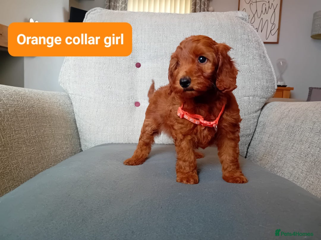 Cockapoo dogs for sale: Dark red F1b Cockapoos - Image 12