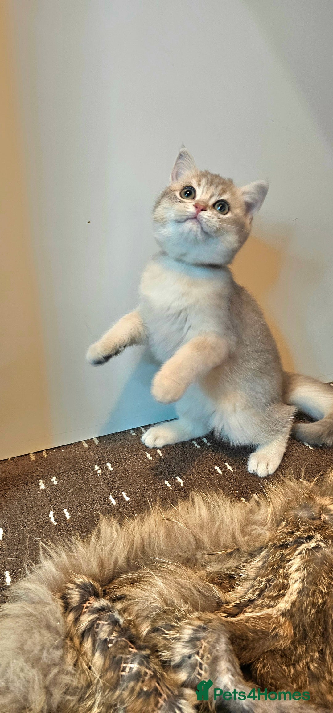 British Shorthair cats for sale: BSH GOLDEN KITTENS - Advert 28