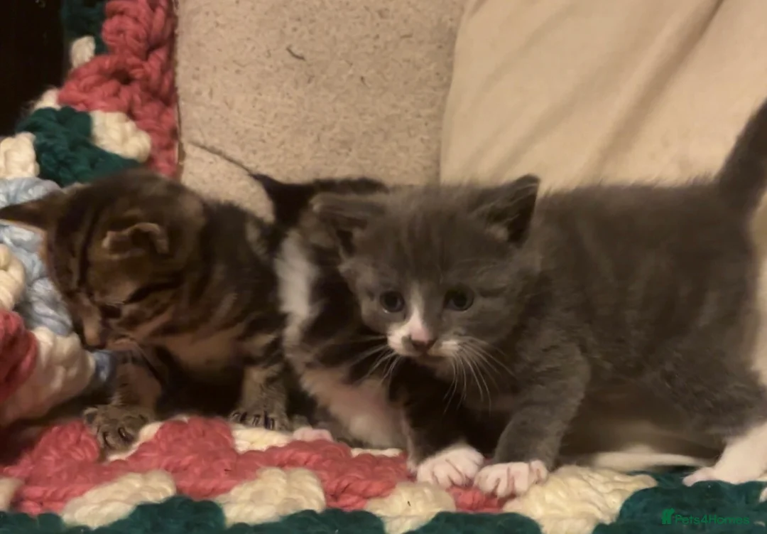 Domestic Shorthair cats for sale: Beautiful kittens looking for their forever homes - Advert 2