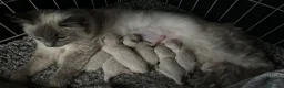 Ragdoll cats for sale: Ragdoll Kittens For Sale - Advert 6