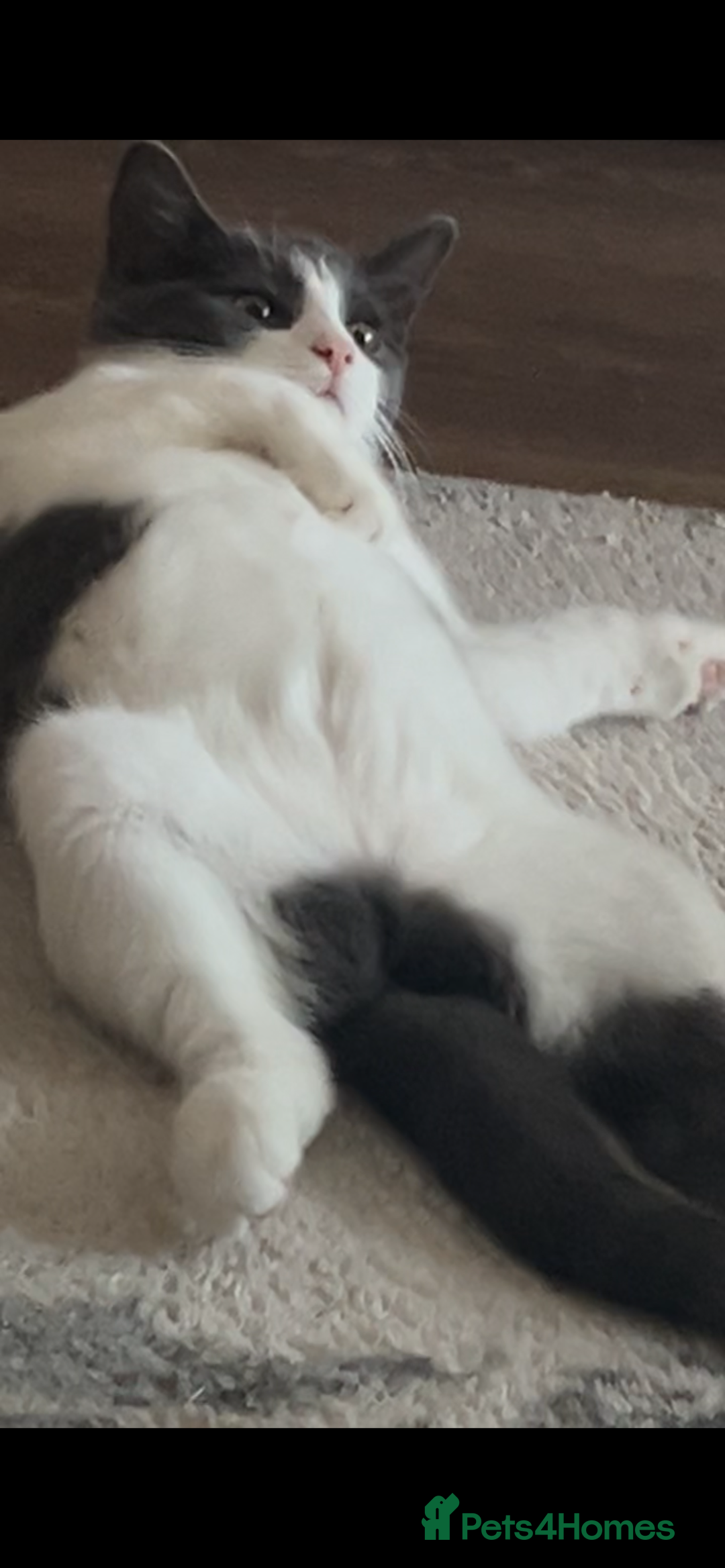 Mixed Breed cats for sale: Kitten for sale  - Advert 9