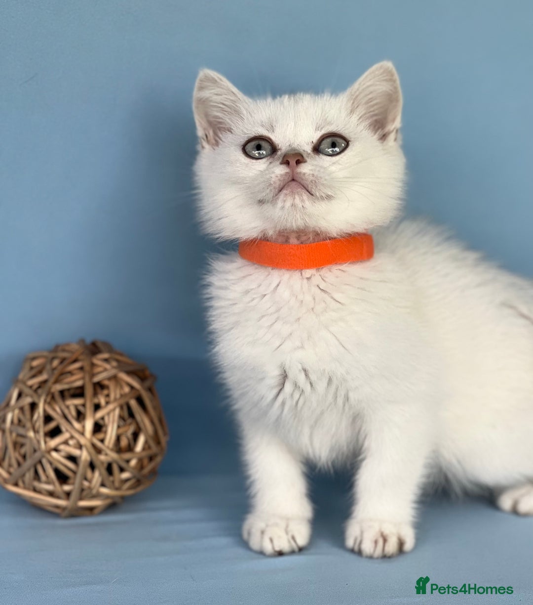 British Shorthair cats for sale: Stunning British shorthair kittens AN 12 GCCF  - Image 14