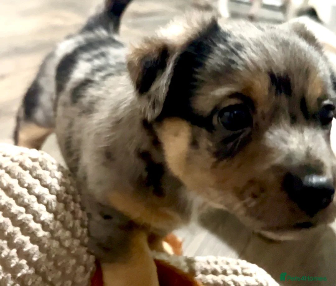 Jack Russell dogs for sale: Beautiful Jack Russell Terrier puppies available  - Advert 6