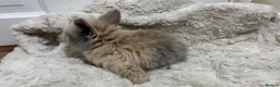 Mini Lion Lop rabbits for sale: double mane lion lops in Deeside - Advert 7
