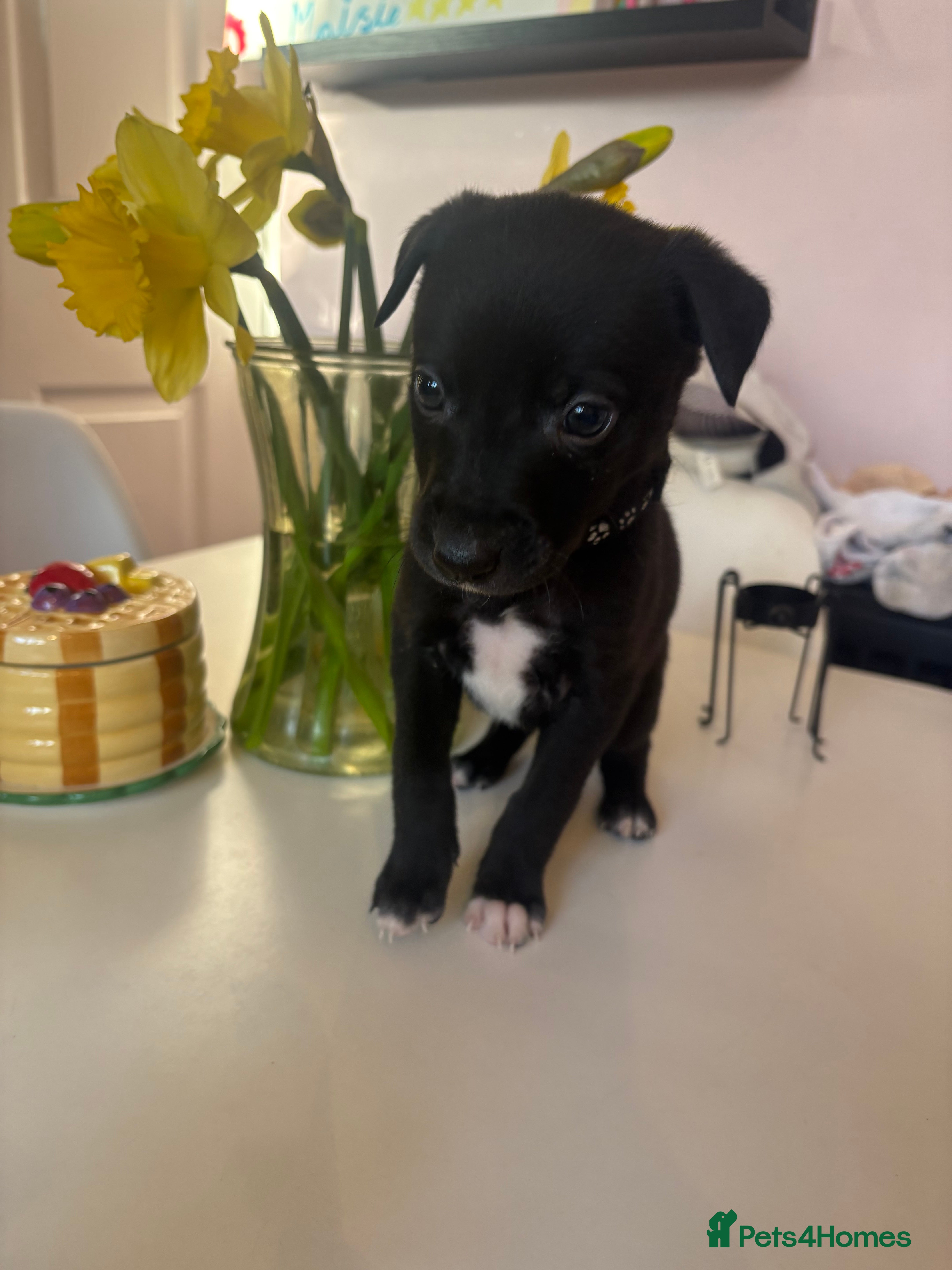 Mixed Breed dogs Beautiful whippet cross borador puppies - Advert 3