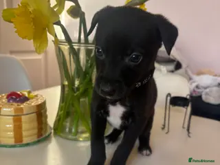 Mixed Breed dogs Beautiful whippet cross borador puppies - Advert 3