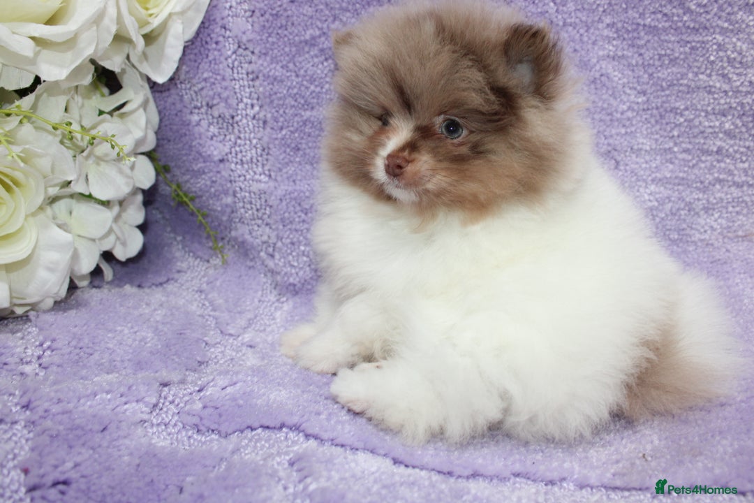Pomeranian dogs for sale: PARTI MERLE QUALITY KC POMERANIANS - Image 24